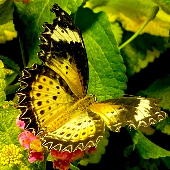 Meet your Posher, Julia - Picture 1 of 1